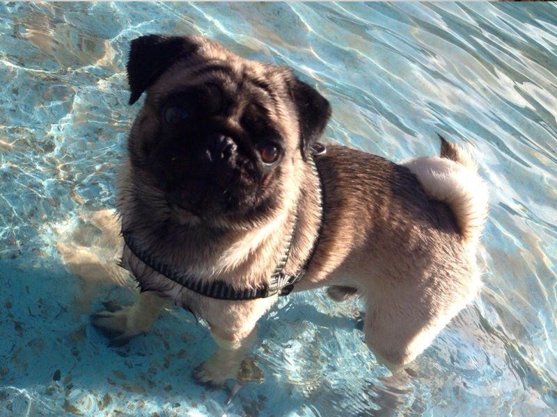 Fique atento ao seu cãozinho nesse calor!